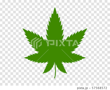 Cannabis leaf on white background. Illegal drug natural plant to smoke. Marijuana herbal narcotic 57568572