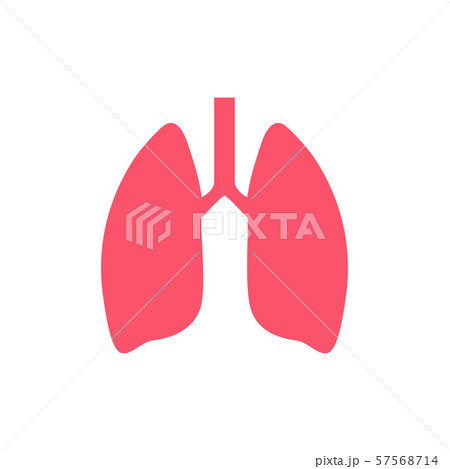 Lung human icon, respiratory system healthy lungs anatomy flat medical organ icon Lung human icon, respiratory system healthy lungs anatomy flat medical organ icon 57568714