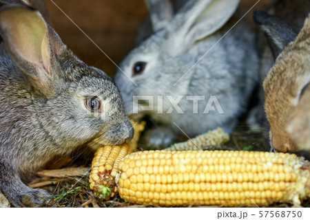 Gray and brown rabbits eating ear of corn in cage Gray and brown rabbits eating ear of corn in cage 57568750