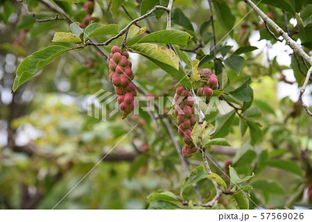 コブシの実 57569026