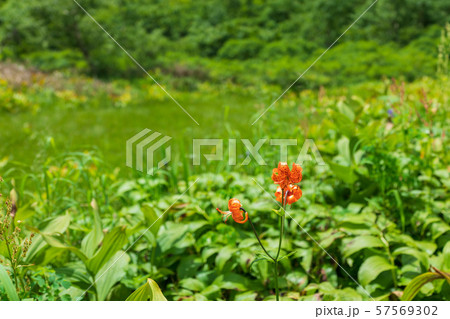 クルマユリ：栂池自然園　　　　　　　　北安曇郡小谷村 57569302