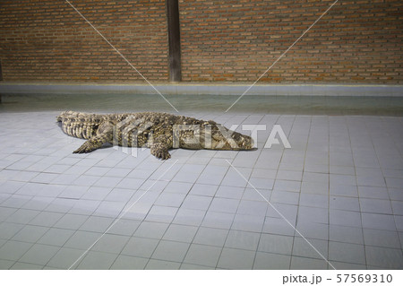 one crocodile sleeping in farm one crocodile sleeping in farm 57569310