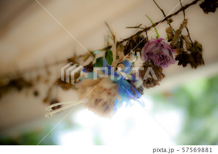 ドール ドール 57569881