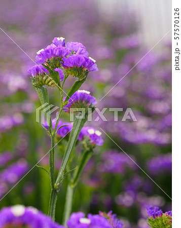 スターチス スターチス 57570126