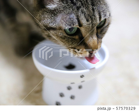 ごはんを食べるキジトラ猫 57570329