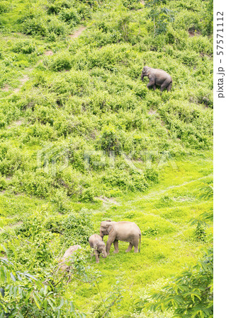 ゾウ保護センターで生活するアジアゾウ ゾウ保護センターで生活するアジアゾウ 57571112