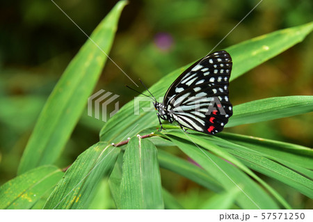 アカボシゴマダラ 57571250
