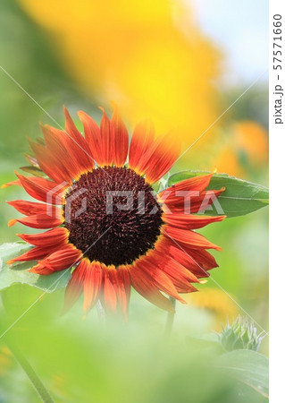 ひまわり（クラレット） 57571660