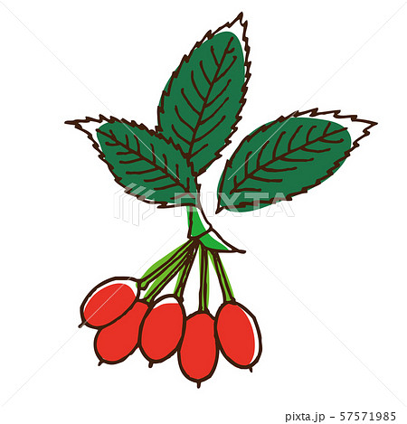 ローズヒップの葉と実 57571985