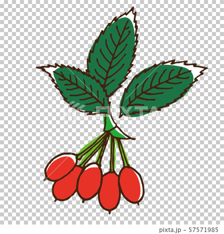 ローズヒップの葉と実 57571985