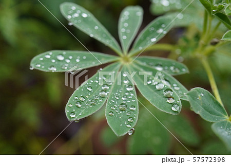 雨の滴がぶら下がるルピナスの葉 雨の滴がぶら下がるルピナスの葉 57572398
