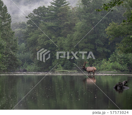 Wild Elk During Rut  57573024