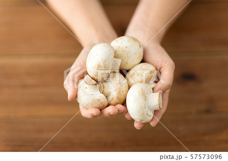 close up of female hands holding champignons 57573096