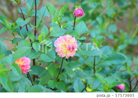 ダリアの花 ダリアの花 57573605