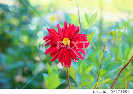 ダリアの花 ダリアの花 57573606