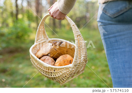 close up of woman picking mushrooms in forest close up of woman picking mushrooms in forest 57574110