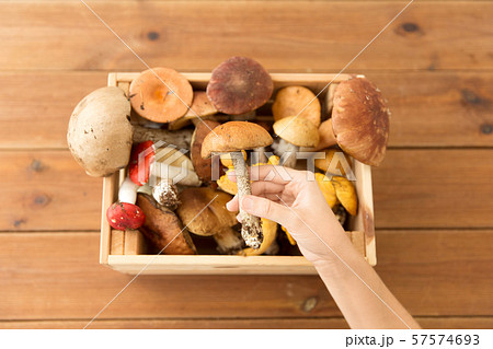 hand holding boletus over box of edible mushrooms hand holding boletus over box of edible mushrooms 57574693