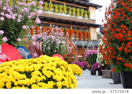 笠間市 菊祭り 笠間市 菊祭り 57575078