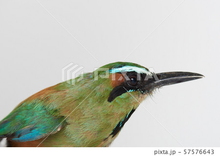Profile view of guardabarranco bird 57576643