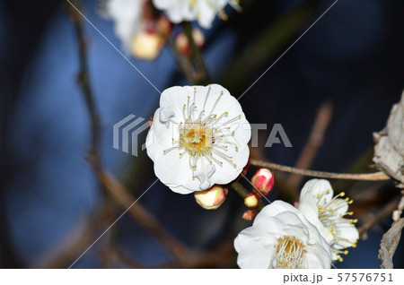 ウメの樹木の梢の複数のウメの花をアップで撮影した写真 57576751