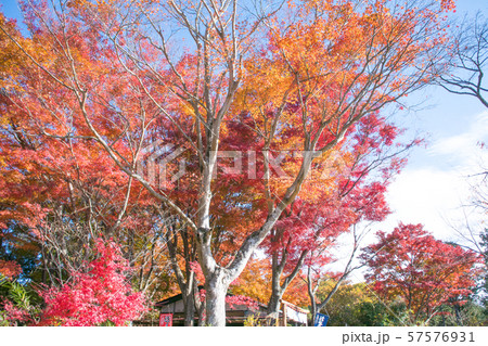 高尾山から小仏城山への登山道　もみじ台の紅葉 57576931