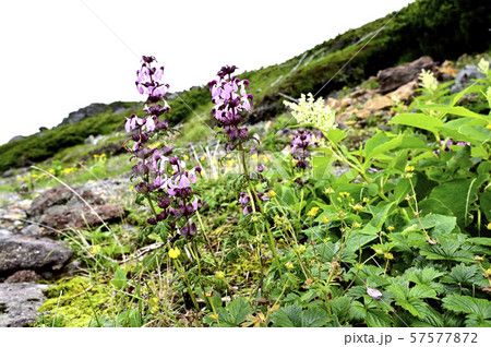 乗鞍のクチバシシオガマ（撮影地：乗鞍岳、畳平　大黒岳付近） 57577872