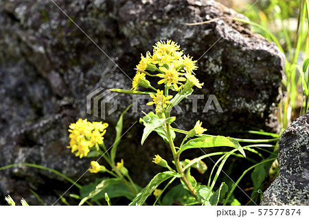 乗鞍のミヤマアキノキリンソウ（撮影地：乗鞍岳、畳平　大黒岳付近） 57577874