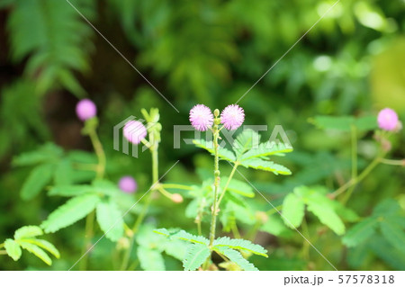 オジギソウの花 オジギソウの花 57578318