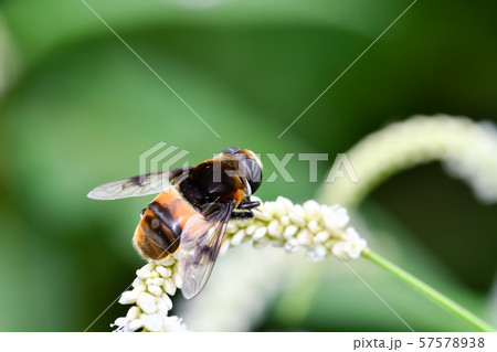 オオハナアブ 57578938