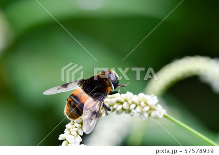 オオハナアブ 57578939