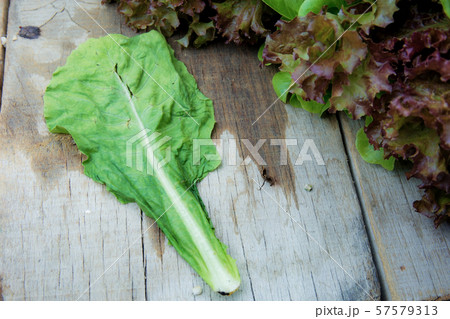 Leaves withered on wood. 57579313