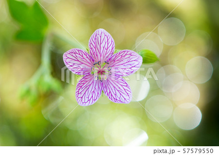 花の写真 花の写真 57579550
