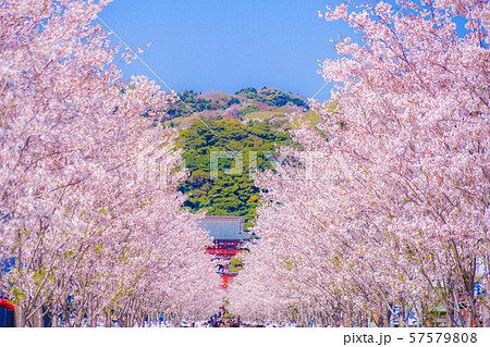 満開の桜並木道(鎌倉の参道若宮大路) 満開の桜並木道(鎌倉の参道若宮大路) 57579808