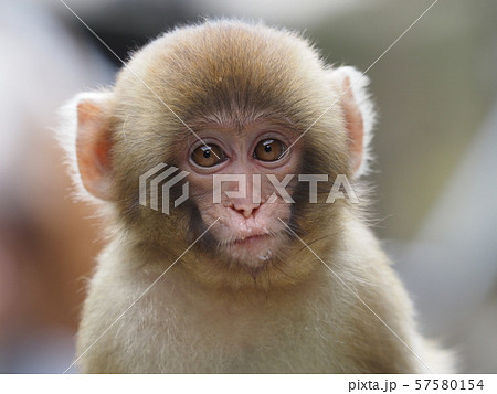 可愛い子ザルの写真素材