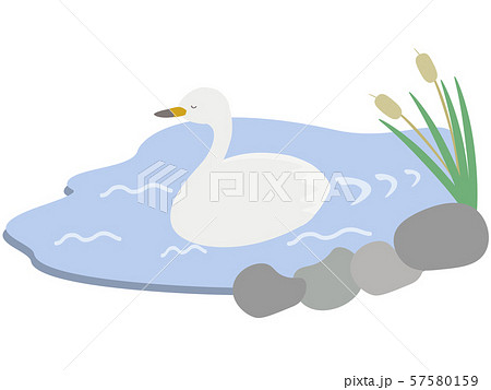 湖で泳ぐ白鳥のイラスト素材