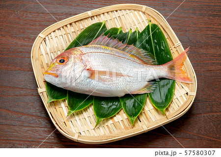 黄鯛 黄鯛 57580307