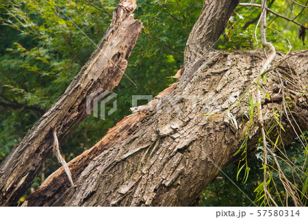 倒木して裂けた樹木 57580314