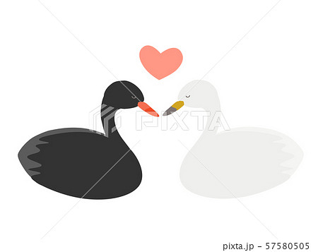 黒鳥と白鳥のカップルのイラスト素材