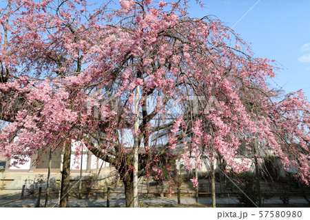 広島県尾道市 天寧寺 枝垂れ桜 広島県尾道市 天寧寺 枝垂れ桜 57580980