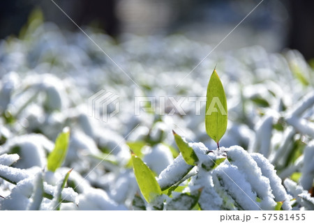 雪の笹 57581455