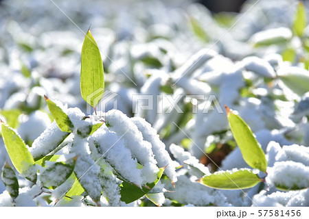 雪の笹 57581456