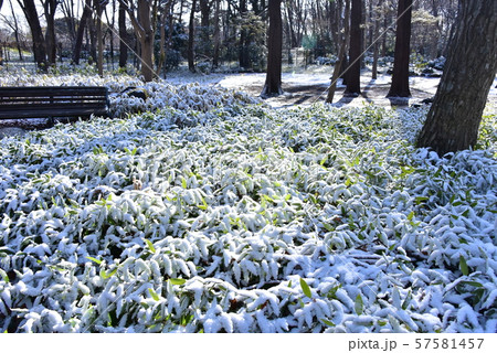 雪の笹 57581457