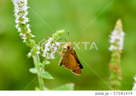 イチモンジセセリ イチモンジセセリ 57581474