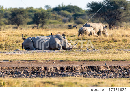 male of white rhinoceros Botswana, Africa male of white rhinoceros Botswana, Africa 57581825