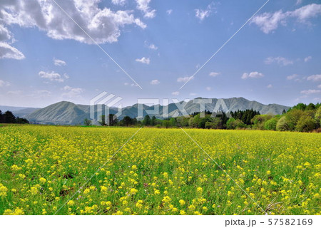 菜の花 57582169