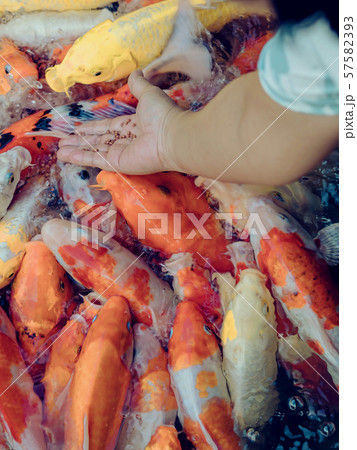Woman feeding food to fancy carp fish by hand in the japanese pond. Woman feeding food to fancy carp fish by hand in the japanese pond. 57582393