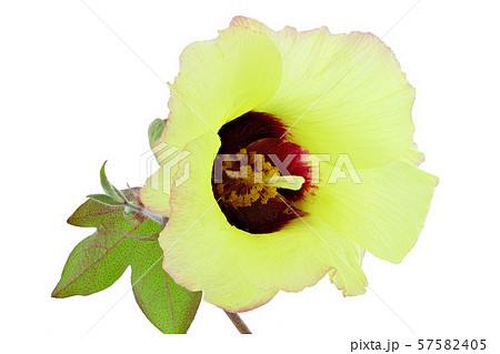 綿花 (深度合成) 綿花 (深度合成) 57582405