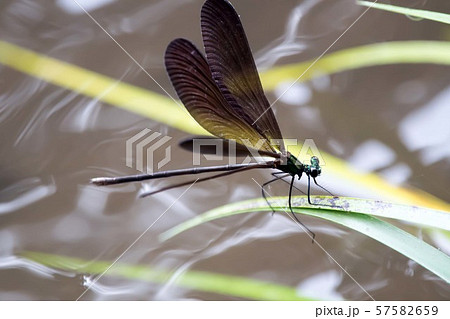トンボ オハグロトンボ トンボ オハグロトンボ 57582659