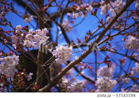 桜 さくら 満開 小石川後楽園 春 花見 東京 桜 さくら 満開 小石川後楽園 春 花見 東京 57583598
