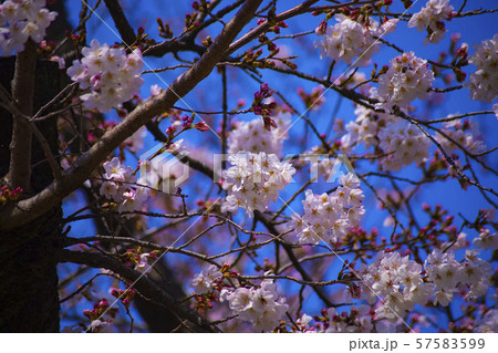 桜 さくら 満開 小石川後楽園 春 花見 東京 桜 さくら 満開 小石川後楽園 春 花見 東京 57583599